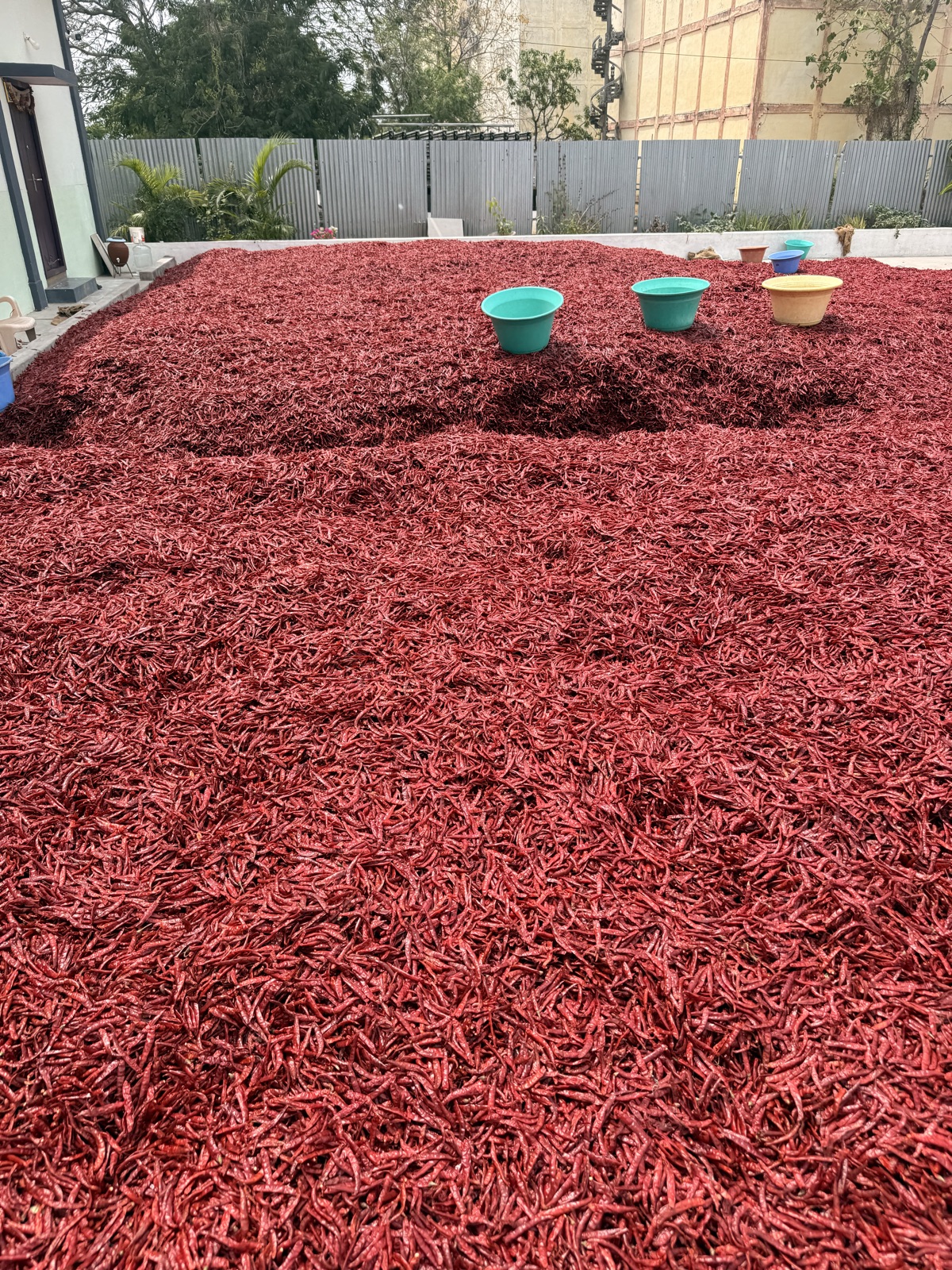 A wide courtyard spread with red chili drying in the sun.