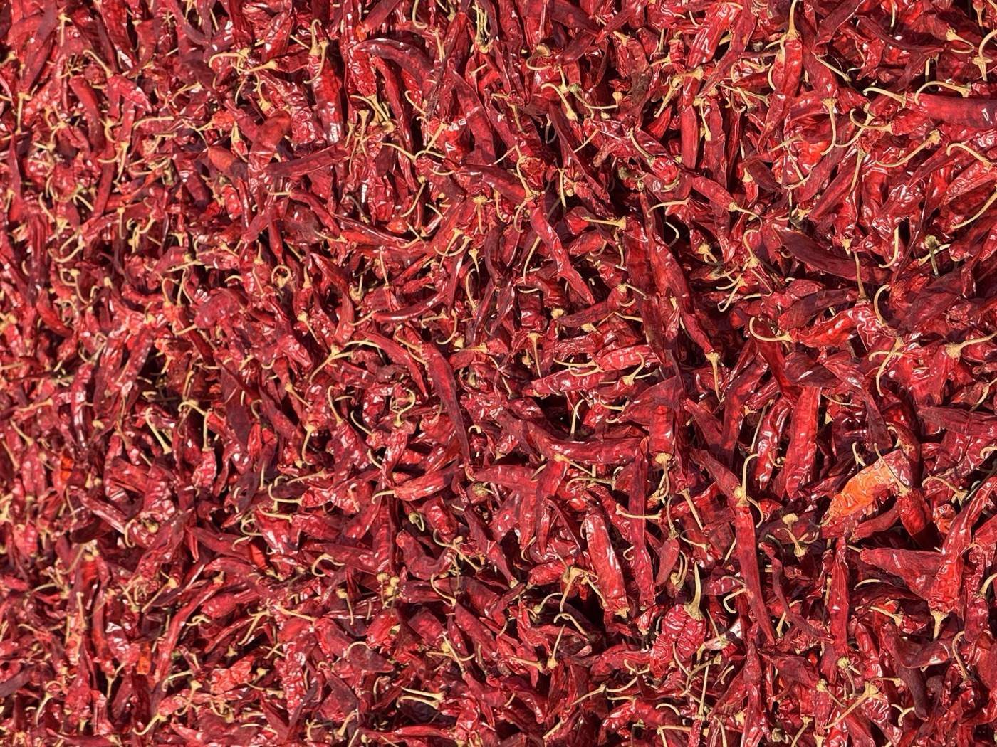 Close view of freshly dried red chili.