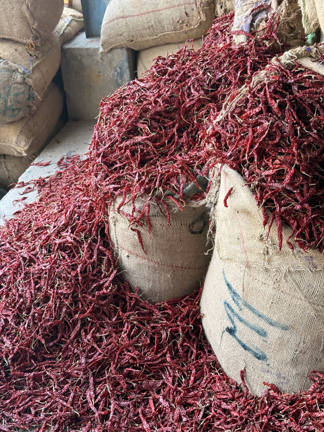 Red chili resting against burlap sacks at the sourcing yard.